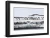 Adelie Penguins (Pygoscelis Adeliae) at Breeding Colony at Brown Bluff, Antarctica, Southern Ocean-Michael Nolan-Framed Photographic Print