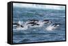 Adelie Penguins (Pygoscelis Adeliae) Porpoising at Sea at Brown Bluff, Antarctica, Southern Ocean-Michael Nolan-Framed Stretched Canvas