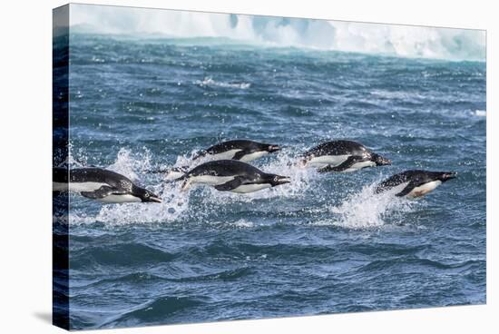 Adelie Penguins (Pygoscelis Adeliae) Porpoising at Sea at Brown Bluff, Antarctica, Southern Ocean-Michael Nolan-Stretched Canvas