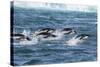 Adelie Penguins (Pygoscelis Adeliae) Porpoising at Sea at Brown Bluff, Antarctica, Southern Ocean-Michael Nolan-Stretched Canvas