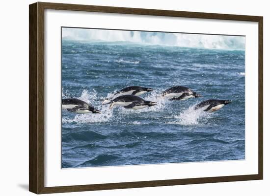 Adelie Penguins (Pygoscelis Adeliae) Porpoising at Sea at Brown Bluff, Antarctica, Southern Ocean-Michael Nolan-Framed Photographic Print