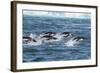 Adelie Penguins (Pygoscelis Adeliae) Porpoising at Sea at Brown Bluff, Antarctica, Southern Ocean-Michael Nolan-Framed Photographic Print