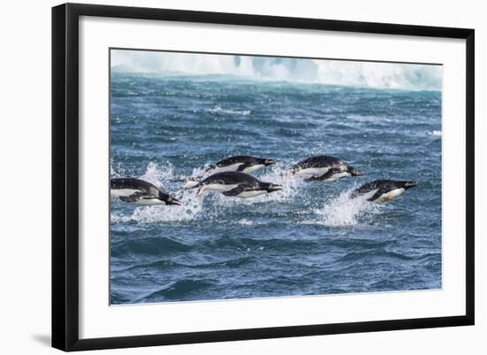 Adelie Penguins (Pygoscelis Adeliae) Porpoising at Sea at Brown Bluff, Antarctica, Southern Ocean-Michael Nolan-Framed Photographic Print