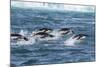 Adelie Penguins (Pygoscelis Adeliae) Porpoising at Sea at Brown Bluff, Antarctica, Southern Ocean-Michael Nolan-Mounted Photographic Print