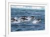 Adelie Penguins (Pygoscelis Adeliae) Porpoising at Sea at Brown Bluff, Antarctica, Southern Ocean-Michael Nolan-Framed Photographic Print