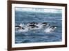 Adelie Penguins (Pygoscelis Adeliae) Porpoising at Sea at Brown Bluff, Antarctica, Southern Ocean-Michael Nolan-Framed Photographic Print