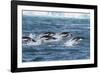 Adelie Penguins (Pygoscelis Adeliae) Porpoising at Sea at Brown Bluff, Antarctica, Southern Ocean-Michael Nolan-Framed Photographic Print