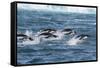 Adelie Penguins (Pygoscelis Adeliae) Porpoising at Sea at Brown Bluff, Antarctica, Southern Ocean-Michael Nolan-Framed Stretched Canvas