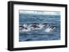 Adelie Penguins (Pygoscelis Adeliae) Porpoising at Sea at Brown Bluff, Antarctica, Southern Ocean-Michael Nolan-Framed Photographic Print