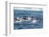 Adelie Penguins (Pygoscelis Adeliae) Porpoising at Sea at Brown Bluff, Antarctica, Southern Ocean-Michael Nolan-Framed Photographic Print