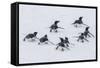 Adelie Penguins (Pygoscelis Adeliae) Tobogganing to the Sea at Brown Bluff-Michael Nolan-Framed Stretched Canvas