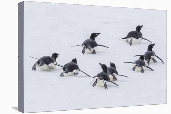 Adelie Penguins (Pygoscelis Adeliae) Tobogganing to the Sea at Brown Bluff-Michael Nolan-Stretched Canvas