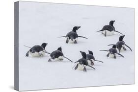 Adelie Penguins (Pygoscelis Adeliae) Tobogganing to the Sea at Brown Bluff-Michael Nolan-Stretched Canvas