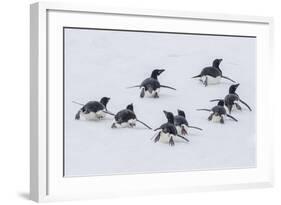 Adelie Penguins (Pygoscelis Adeliae) Tobogganing to the Sea at Brown Bluff-Michael Nolan-Framed Photographic Print