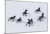 Adelie Penguins (Pygoscelis Adeliae) Tobogganing to the Sea at Brown Bluff-Michael Nolan-Mounted Photographic Print