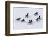 Adelie Penguins (Pygoscelis Adeliae) Tobogganing to the Sea at Brown Bluff-Michael Nolan-Framed Photographic Print