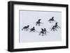 Adelie Penguins (Pygoscelis Adeliae) Tobogganing to the Sea at Brown Bluff-Michael Nolan-Framed Photographic Print