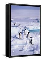 Adelie Penguins Sitting on Ice Floe-DLILLC-Framed Stretched Canvas