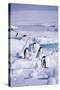 Adelie Penguins Sitting on Ice Floe-DLILLC-Stretched Canvas