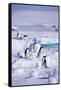 Adelie Penguins Sitting on Ice Floe-DLILLC-Framed Stretched Canvas