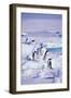 Adelie Penguins Sitting on Ice Floe-DLILLC-Framed Photographic Print