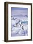 Adelie Penguins Sitting on Ice Floe-DLILLC-Framed Photographic Print