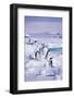 Adelie Penguins Sitting on Ice Floe-DLILLC-Framed Photographic Print