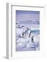 Adelie Penguins Sitting on Ice Floe-DLILLC-Framed Photographic Print