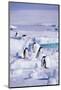 Adelie Penguins Sitting on Ice Floe-DLILLC-Mounted Photographic Print