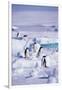 Adelie Penguins Sitting on Ice Floe-DLILLC-Framed Photographic Print