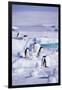 Adelie Penguins Sitting on Ice Floe-DLILLC-Framed Photographic Print