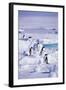 Adelie Penguins Sitting on Ice Floe-DLILLC-Framed Photographic Print