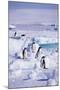 Adelie Penguins Sitting on Ice Floe-DLILLC-Mounted Photographic Print