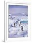 Adelie Penguins Sitting on Ice Floe-DLILLC-Framed Photographic Print