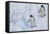 Adelie Penguins Walking on Ice Floe-DLILLC-Framed Stretched Canvas