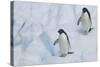 Adelie Penguins Walking on Ice Floe-DLILLC-Stretched Canvas