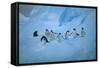 Adelie Penguins Walking on Ice Floe-DLILLC-Framed Stretched Canvas