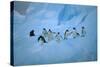 Adelie Penguins Walking on Ice Floe-DLILLC-Stretched Canvas