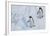 Adelie Penguins Walking on Ice Floe-DLILLC-Framed Photographic Print