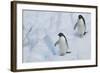 Adelie Penguins Walking on Ice Floe-DLILLC-Framed Photographic Print