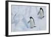 Adelie Penguins Walking on Ice Floe-DLILLC-Framed Photographic Print