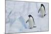 Adelie Penguins Walking on Ice Floe-DLILLC-Mounted Photographic Print