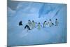 Adelie Penguins Walking on Ice Floe-DLILLC-Mounted Photographic Print