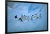 Adelie Penguins Walking on Ice Floe-DLILLC-Framed Photographic Print