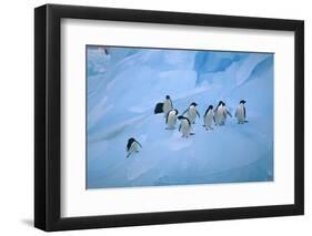 Adelie Penguins Walking on Ice Floe-DLILLC-Framed Photographic Print