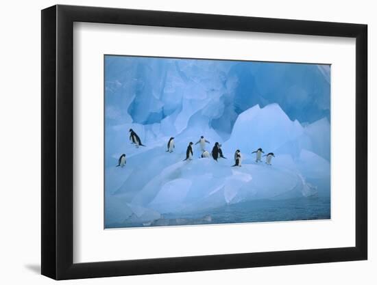 Adelie Penguins Walking on Ice Floe-DLILLC-Framed Photographic Print