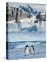 Adelie Penguins, Western Antarctic Peninsula, Antarctica-Steve Kazlowski-Stretched Canvas