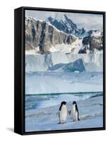 Adelie Penguins, Western Antarctic Peninsula, Antarctica-Steve Kazlowski-Framed Stretched Canvas