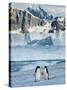 Adelie Penguins, Western Antarctic Peninsula, Antarctica-Steve Kazlowski-Stretched Canvas