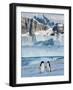 Adelie Penguins, Western Antarctic Peninsula, Antarctica-Steve Kazlowski-Framed Photographic Print